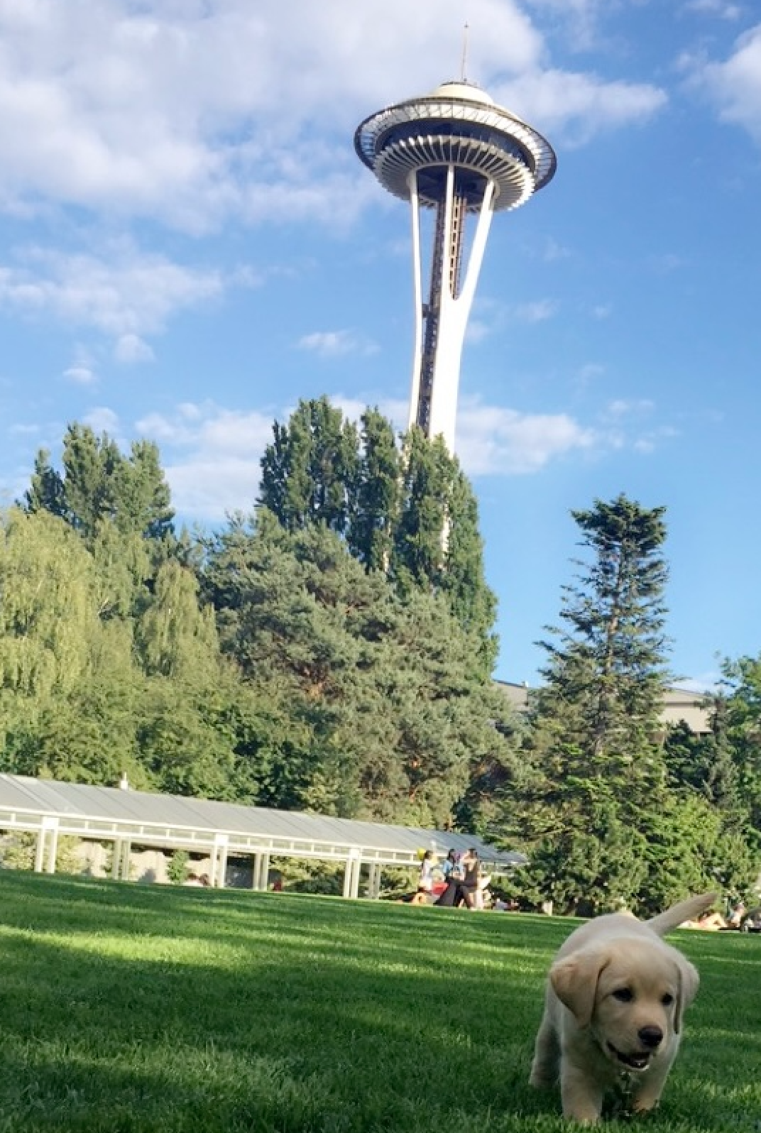 Foto von der Space Needle in Seattle mit einem Welpen
